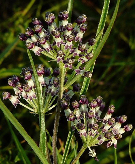 {Asclepias longifolia}